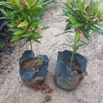 红车七斤袋