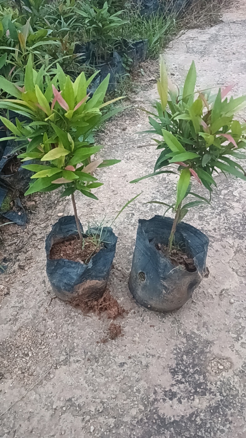 红车七斤袋
