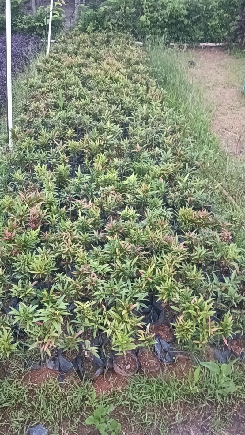 红车七斤袋
