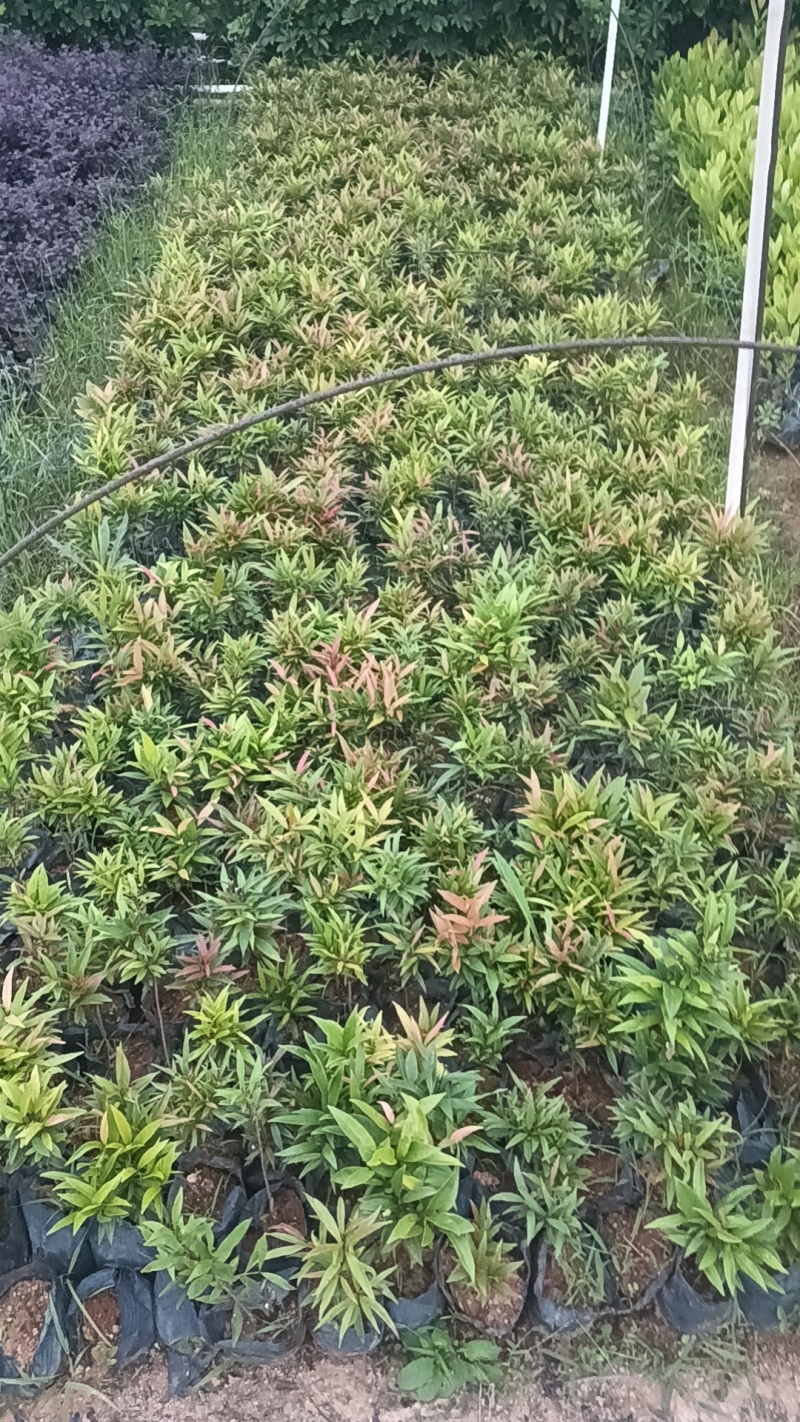 红车七斤袋
