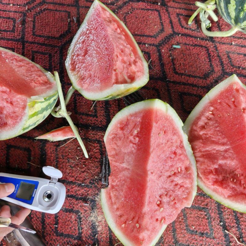 河南精品麒麟美都。--产地直发，13个糖左右。欢迎来电。