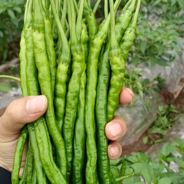 鸡肠椒
