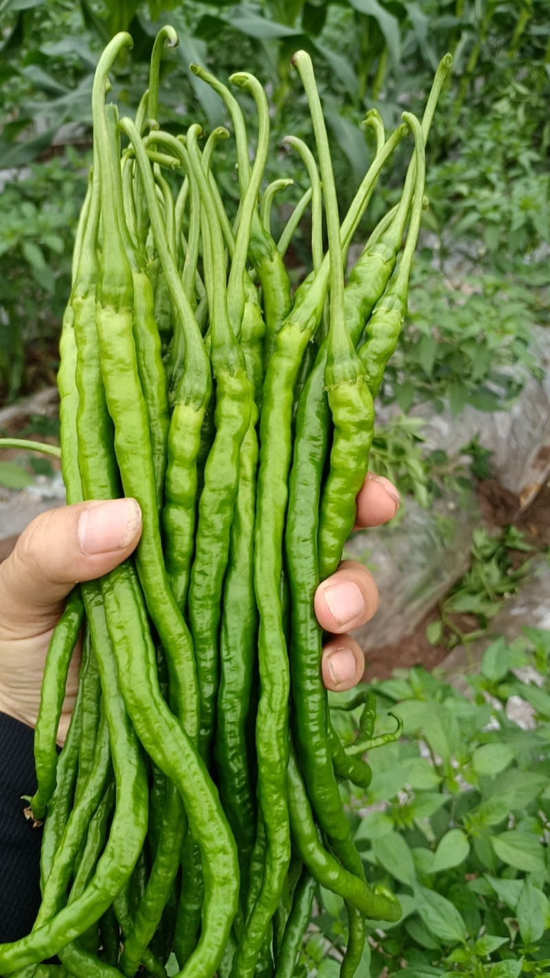 鸡肠椒