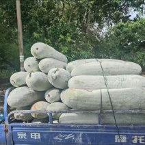 【优选】安徽长白条冬瓜白皮长条带霜产地整车批发