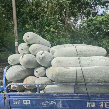 【优选】安徽长白条冬瓜白皮长条带霜产地整车批发