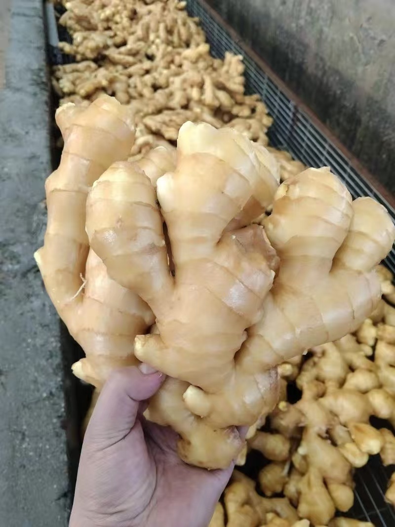 精品生姜产地直发服务周到视频看货品质保证