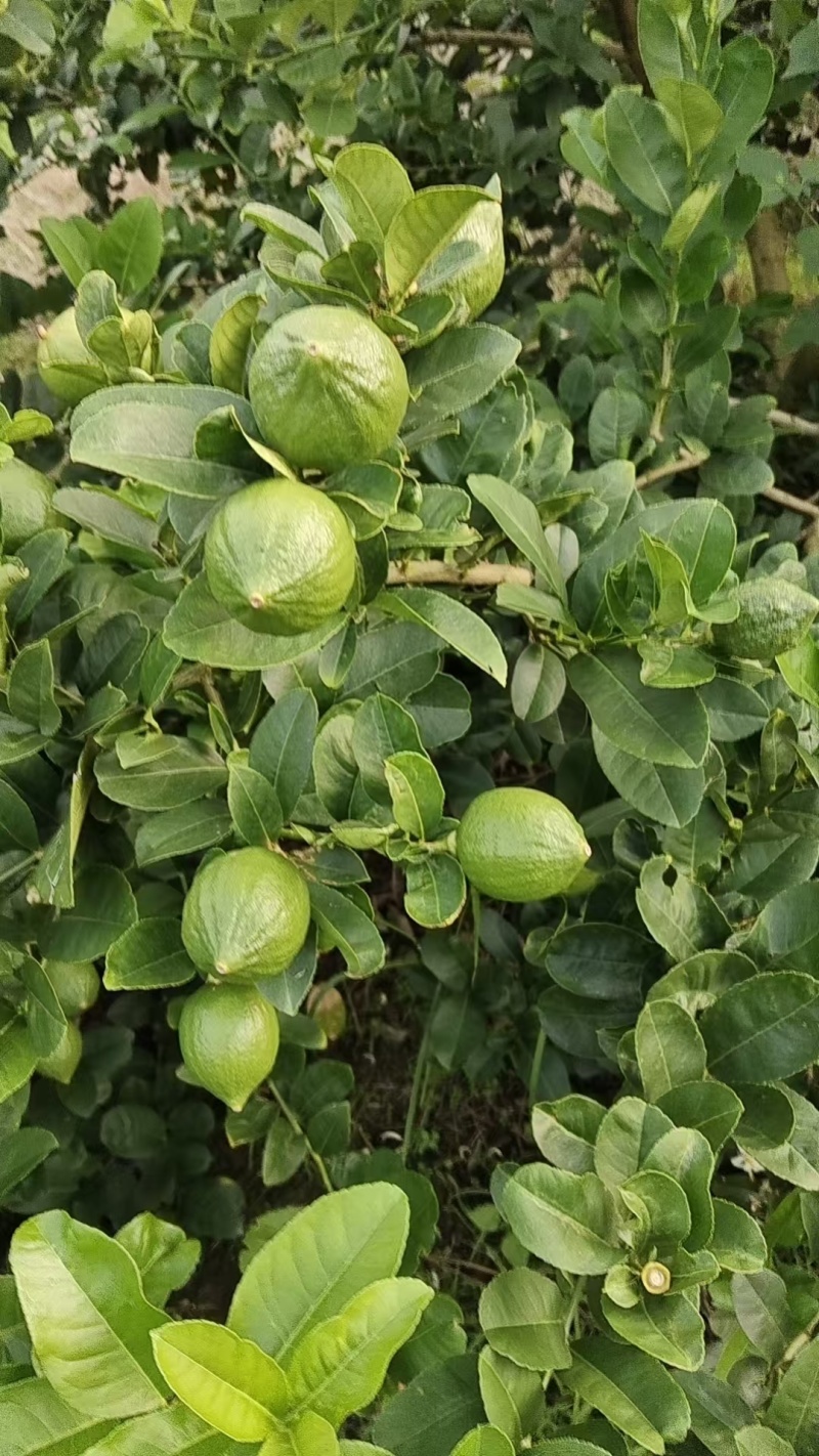 香水柠檬