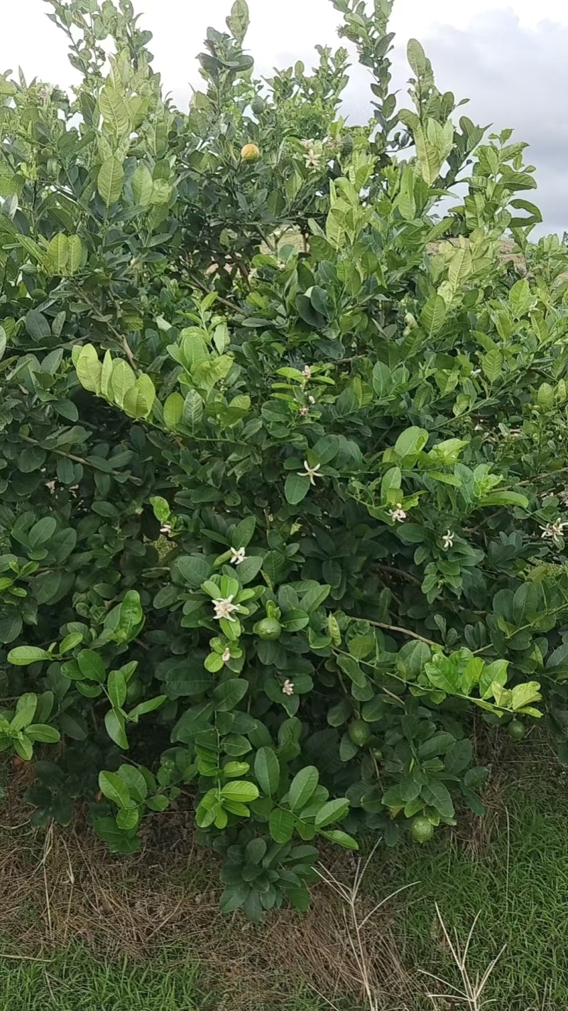 香水柠檬