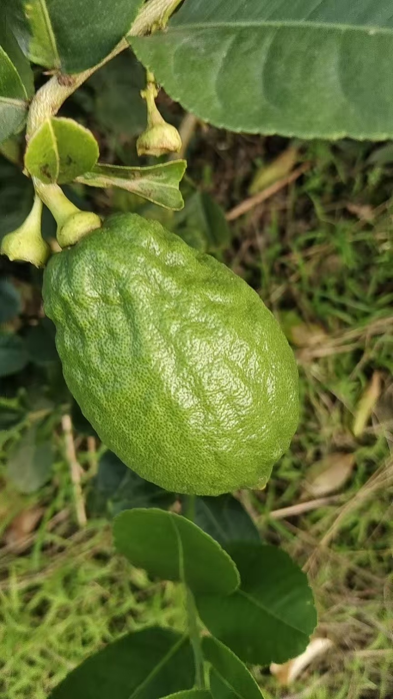 香水柠檬
