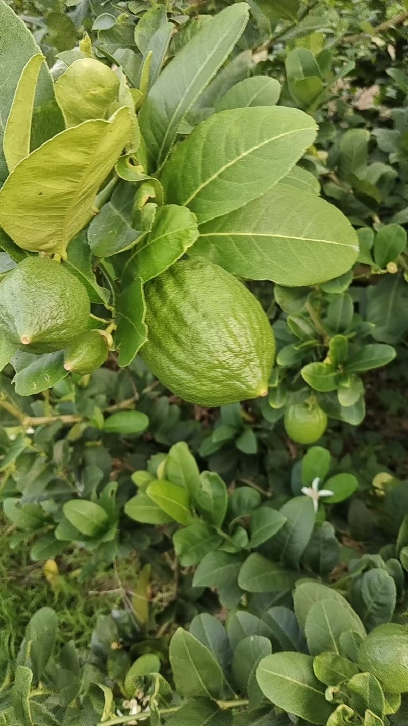 香水柠檬