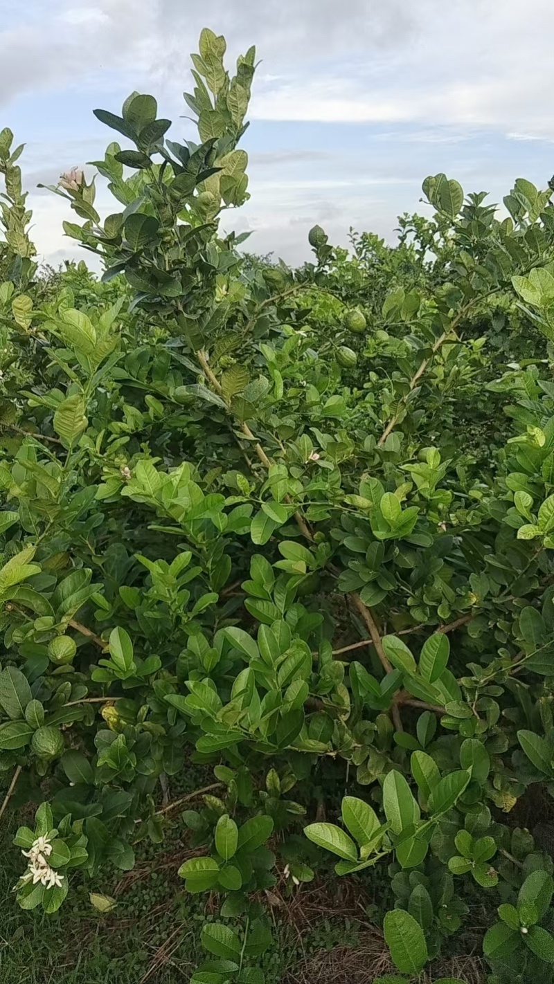 香水柠檬