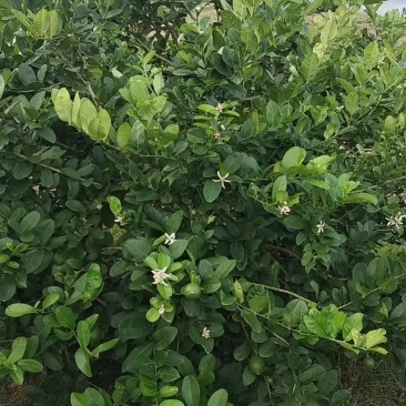香水柠檬