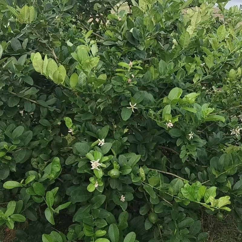 香水柠檬
