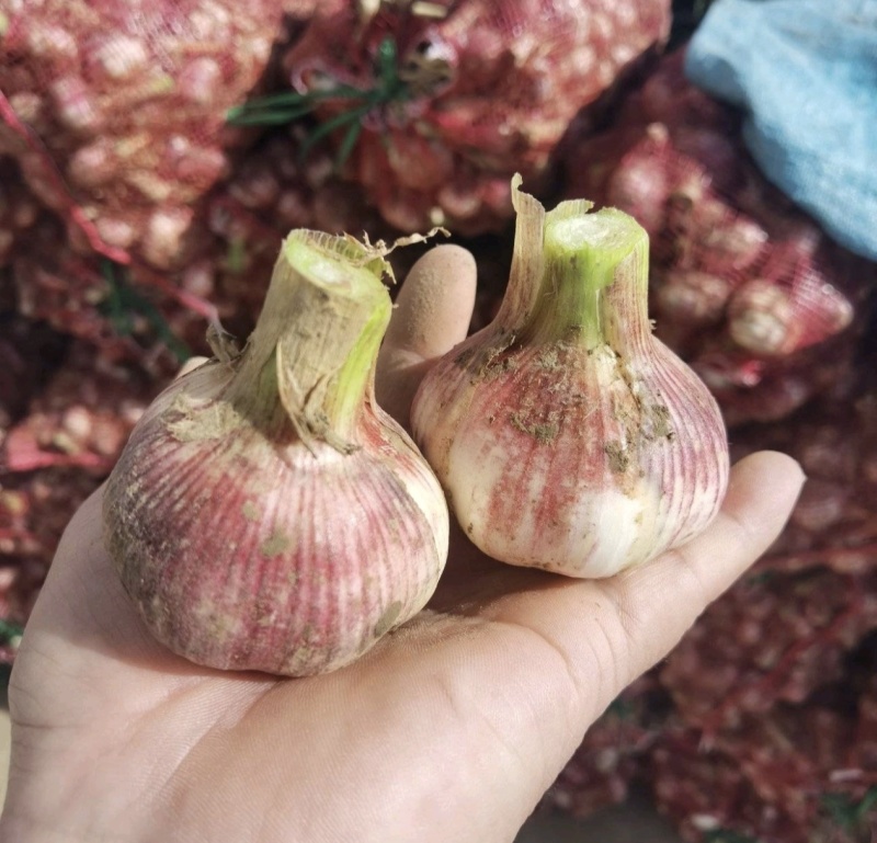 大蒜【产地直发】早熟紫皮大蒜五零以上把蒜扒皮蒜支持各种规