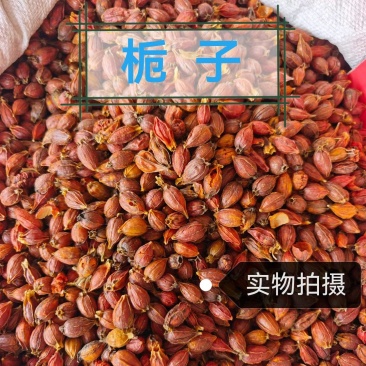 栀子中药材道地药材自然晾晒干净无杂中药材