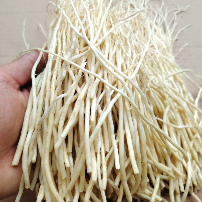 云南苤菜根，产地直销，全年供应