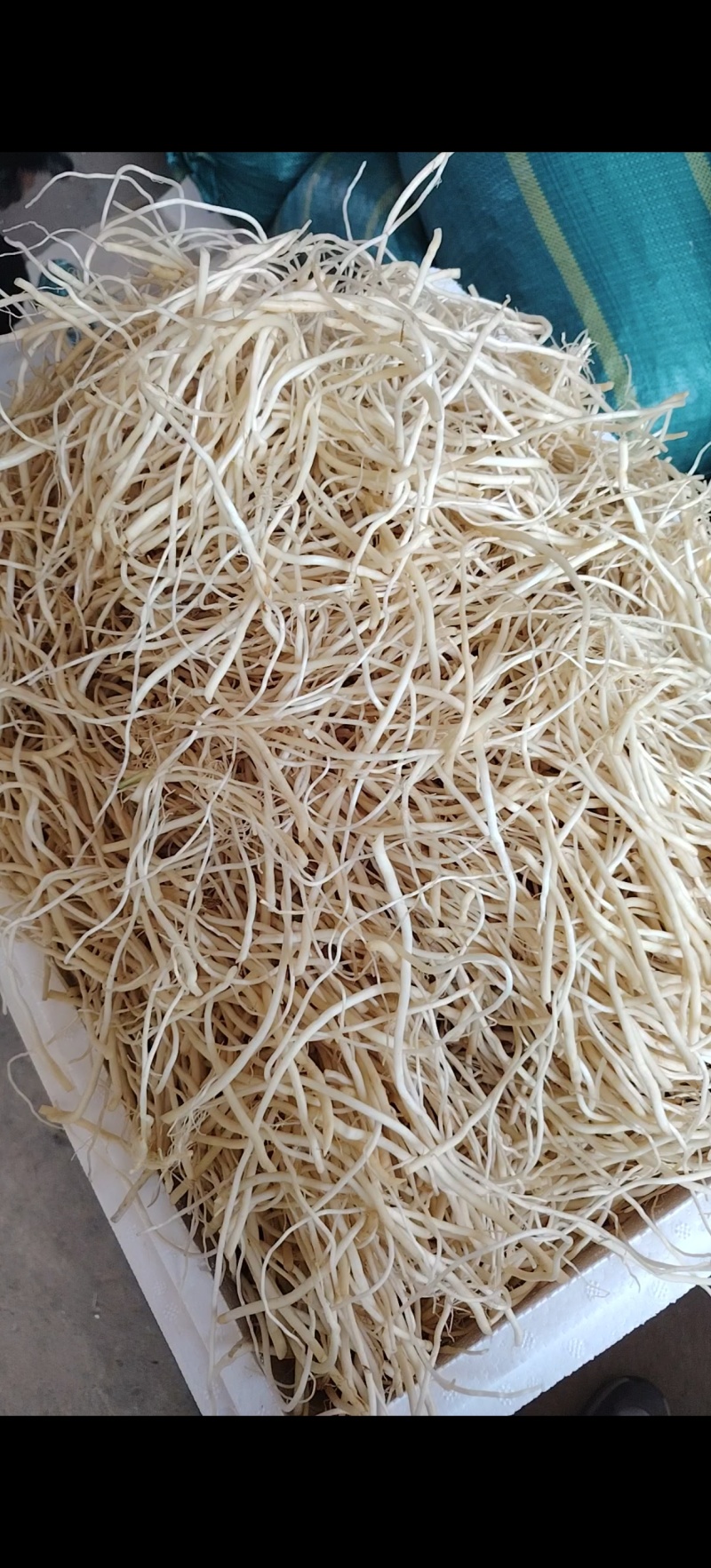 云南苤菜根，产地直销，全年供应