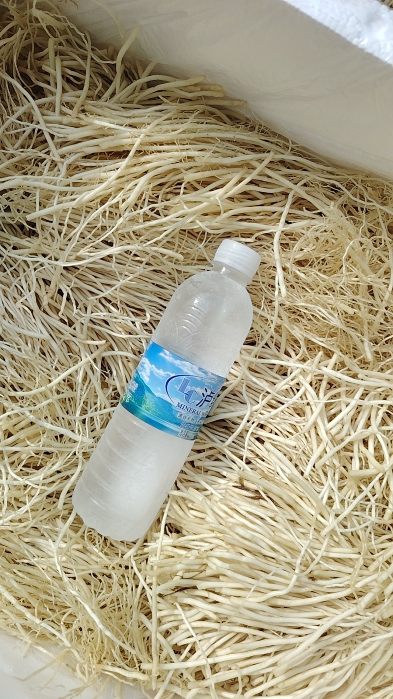 云南苤菜根，产地直销，全年供应
