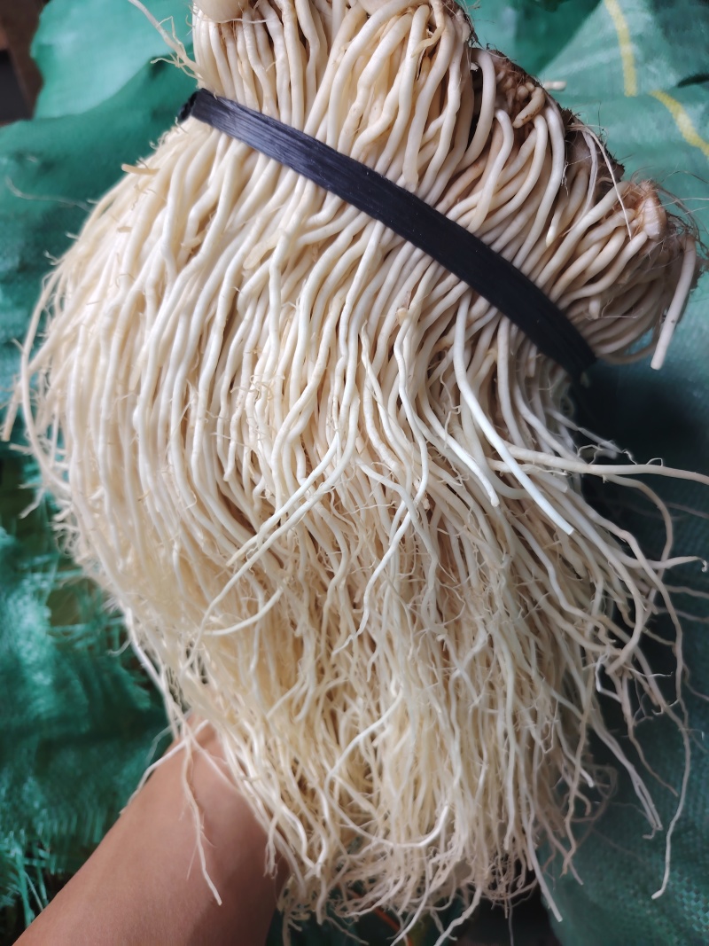 云南苤菜根，产地直销，全年供应