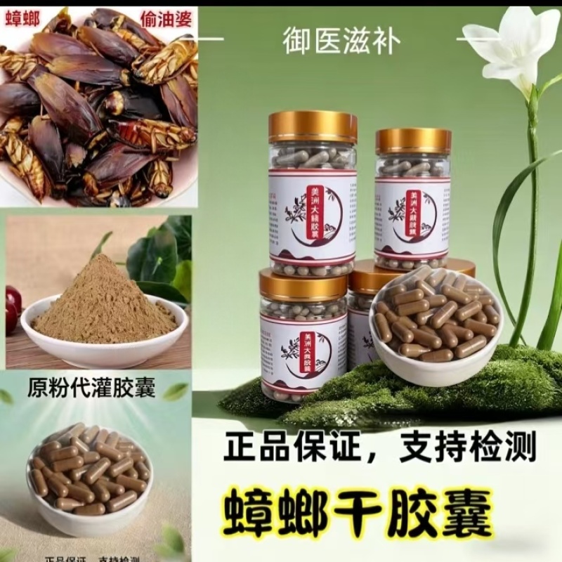 美洲大蠊安徽亳州涡阳县直发蟑螂干货打粉货规格齐全