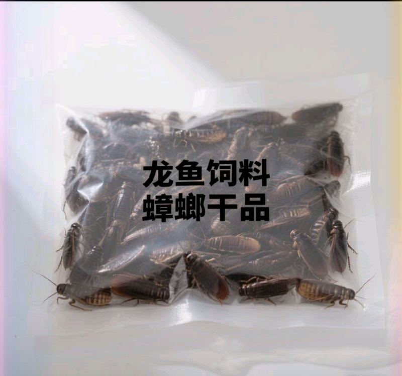 美洲大蠊安徽亳州涡阳县直发蟑螂干货打粉货规格齐全