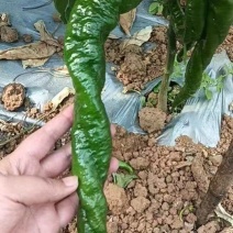 云南精品螺丝椒，物美价优，货源充足，可视频看货，欢迎