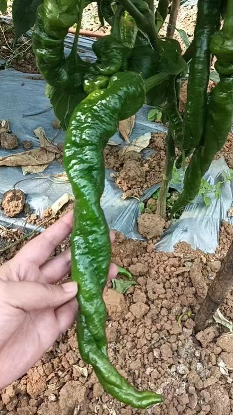 云南精品螺丝椒，物美价优，货源充足，可视频看货，欢迎
