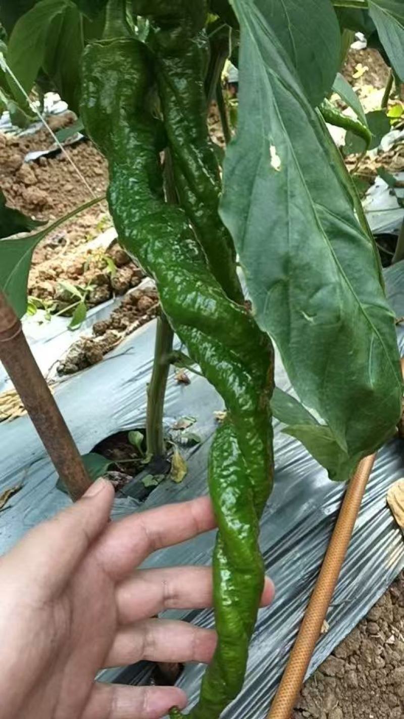 云南精品螺丝椒，物美价优，货源充足，可视频看货，欢迎