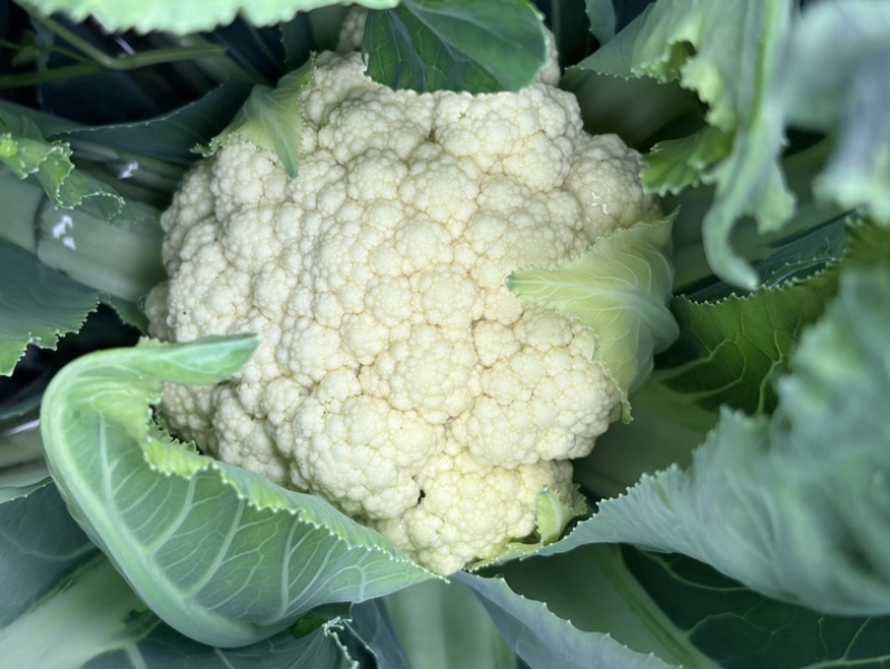 《热卖推荐》滑县有机花菜，产地直发，品质保证，大量供应