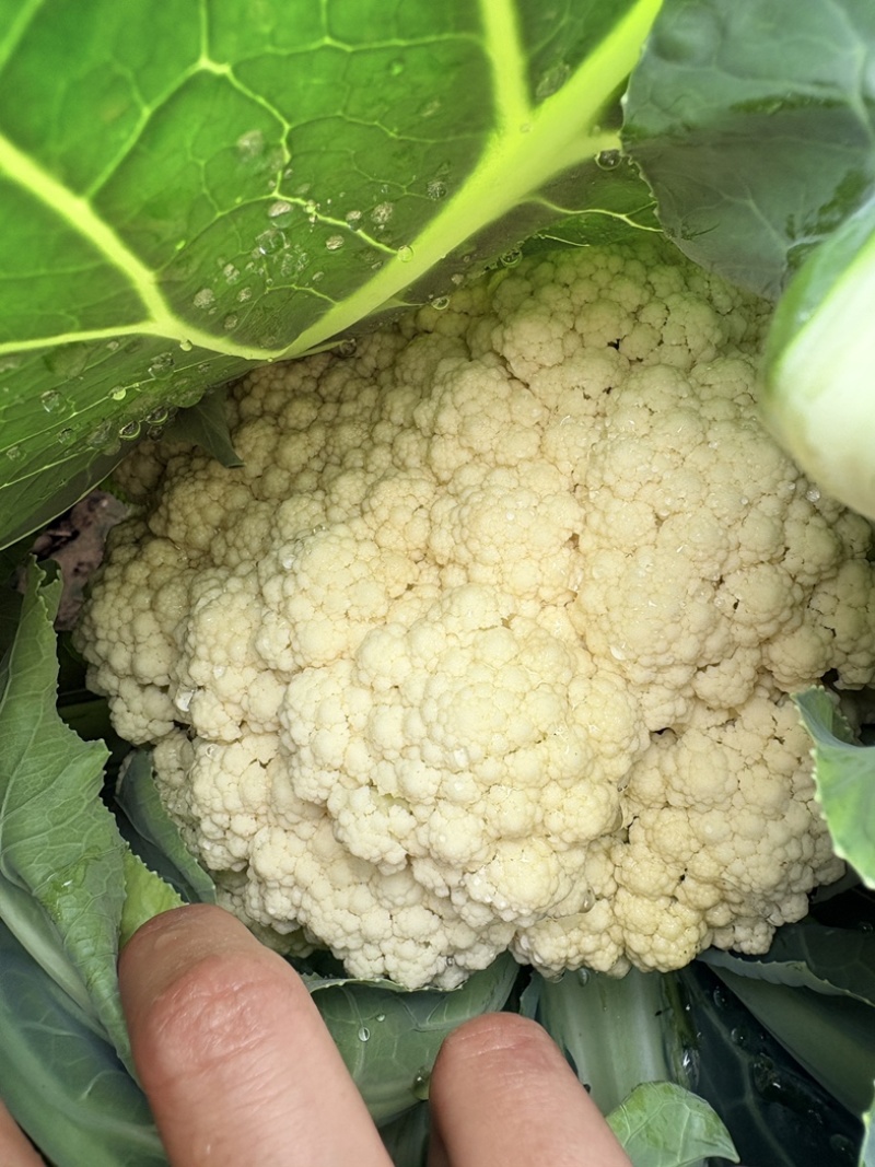 《热卖推荐》滑县有机花菜，产地直发，品质保证，大量供应