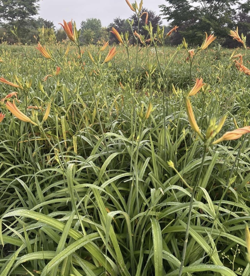 大花萱草，基地直供，地栽苗，大小杯苗。多种规格。