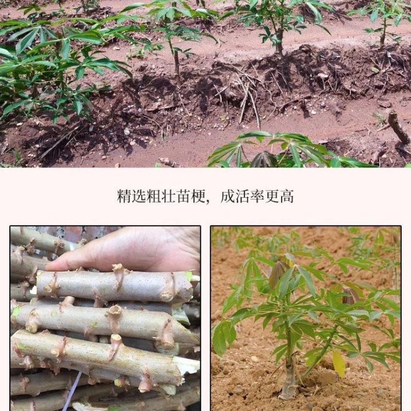广东正宗面包木薯种子苗当季农家种植食用白心甜木薯茎杆