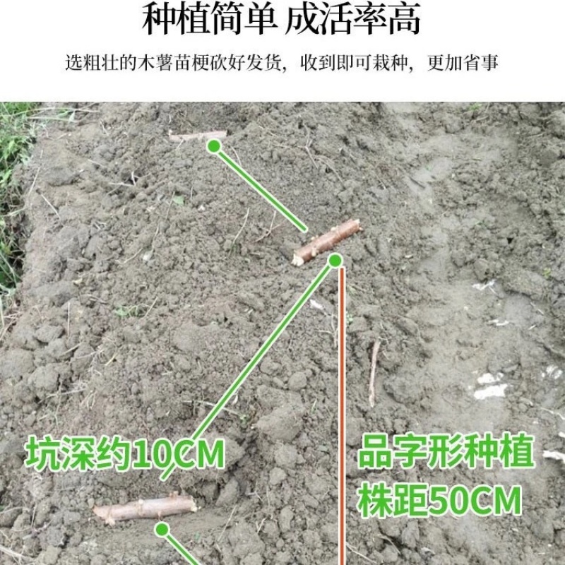 广东正宗面包木薯种子苗当季农家种植食用白心甜木薯茎杆