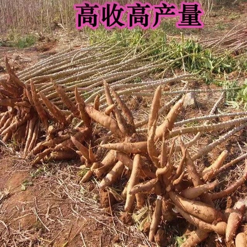 广东正宗面包木薯种子苗当季农家种植食用白心甜木薯茎杆