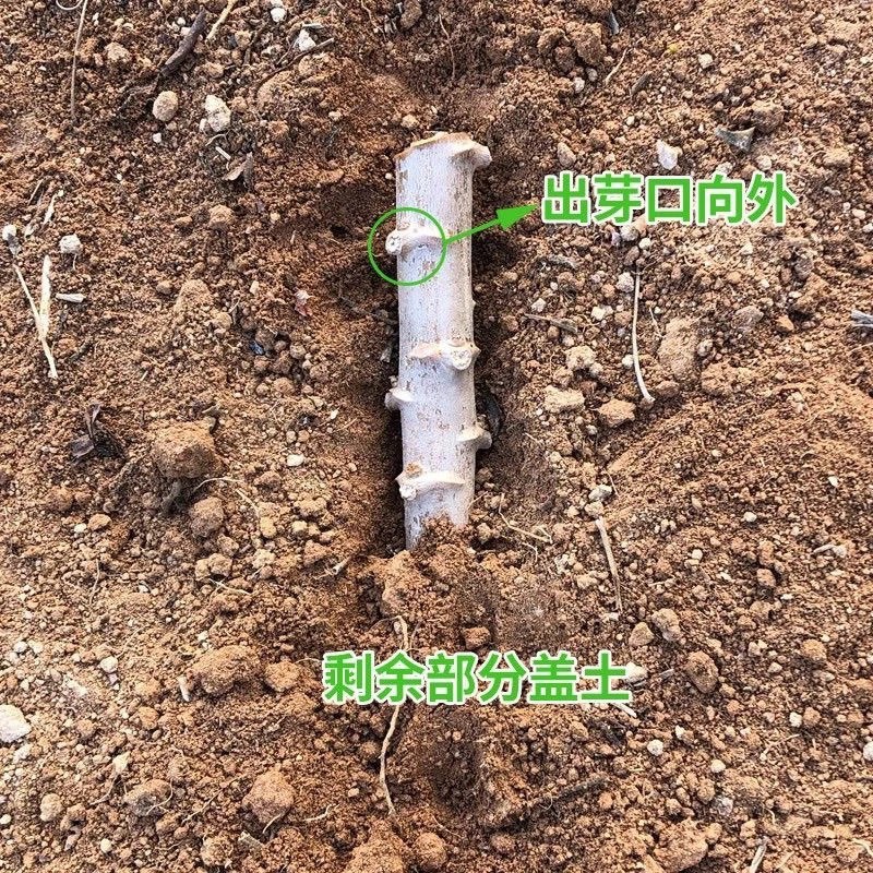 广东正宗面包木薯种子苗当季农家种植食用白心甜木薯茎杆