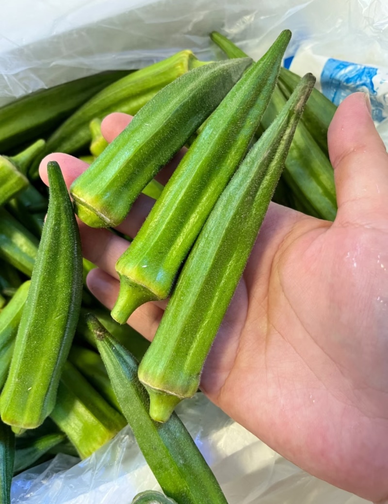 金葵9号秋葵，山东秋葵，量大从优，对接批发市场，欢迎电联