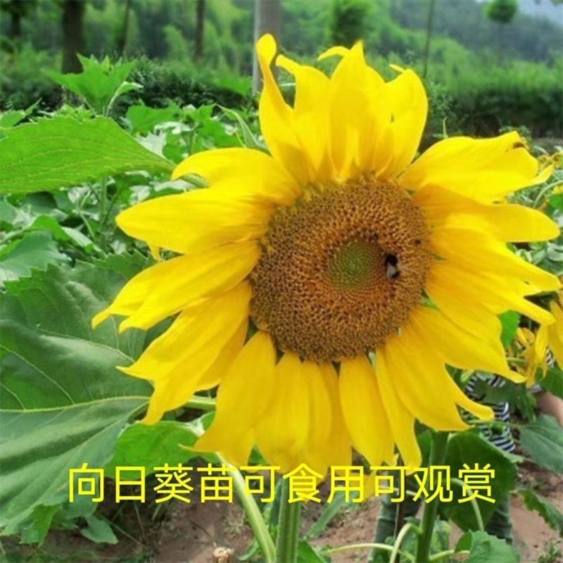 矮生向日葵苗可观赏食用庭院大田带土发货高考升学指定用苗
