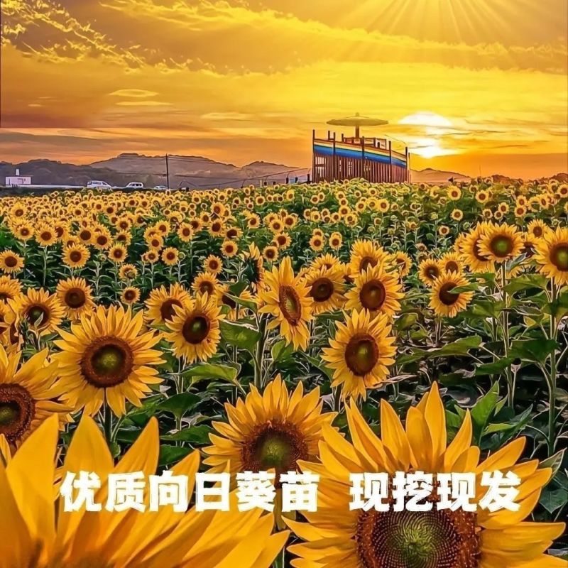 矮生向日葵苗可观赏食用庭院大田带土发货高考升学指定用苗