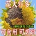矮生向日葵苗可观赏食用庭院大田带土发货高考升学指定用苗