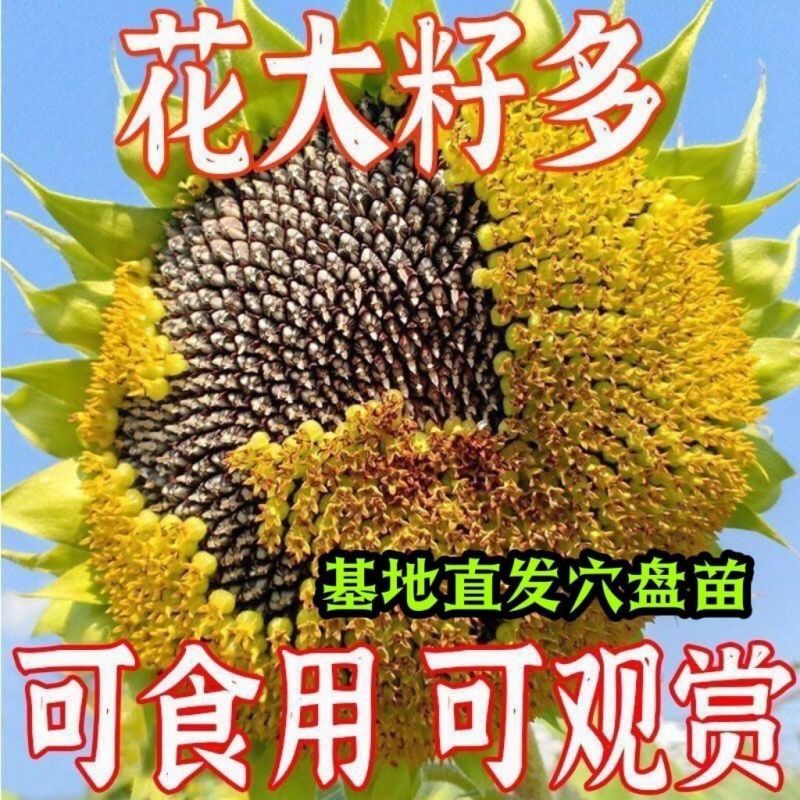 矮生向日葵苗可观赏食用庭院大田带土发货高考升学指定用苗