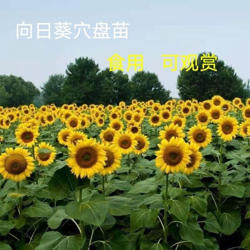 矮生向日葵苗可观赏食用庭院大田带土发货高考升学指定用苗