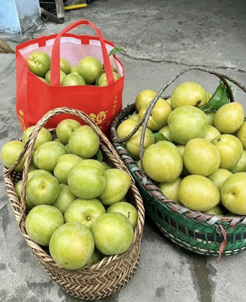 贵州清脆李