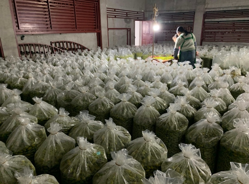 福建闽清青橄榄，大中小号齐全，产地直发品质保证