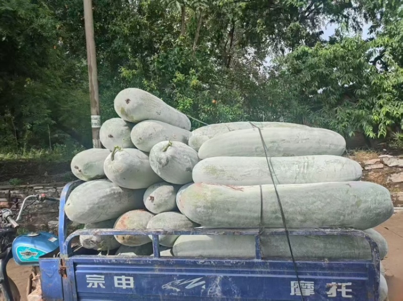 【优选】安徽长白条冬瓜白皮长条带霜产地整车批发