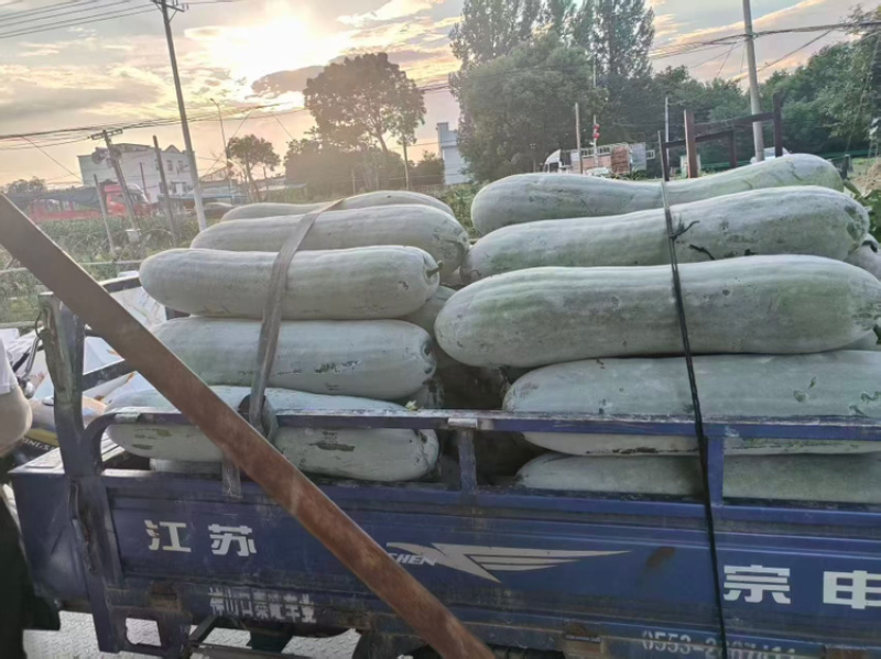 【优选】安徽长白条冬瓜白皮长条带霜产地整车批发