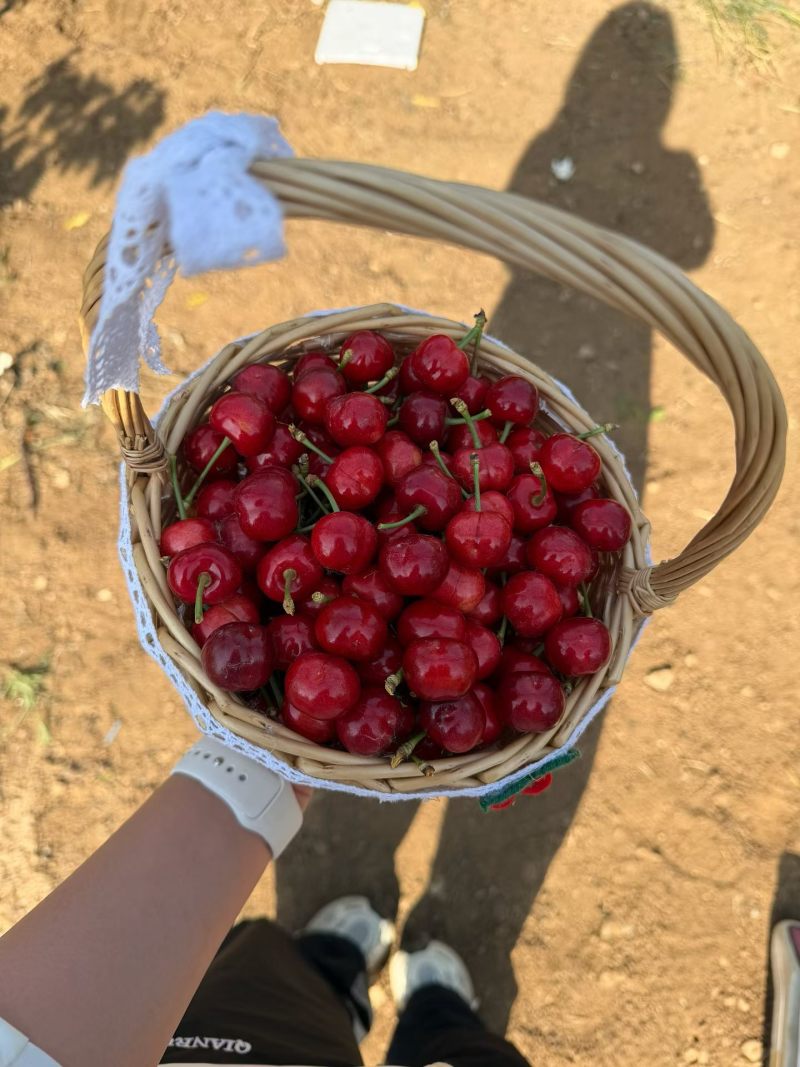 樱桃