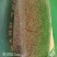 薏米薏米仁薏仁规格齐全量大从优