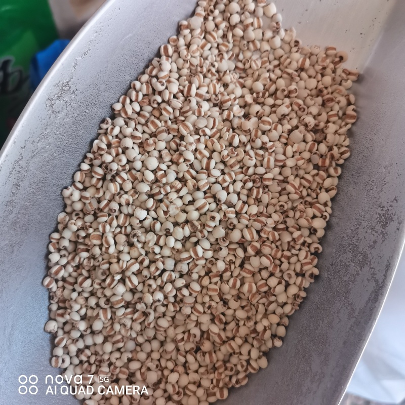 薏米薏米仁薏仁规格齐全量大从优
