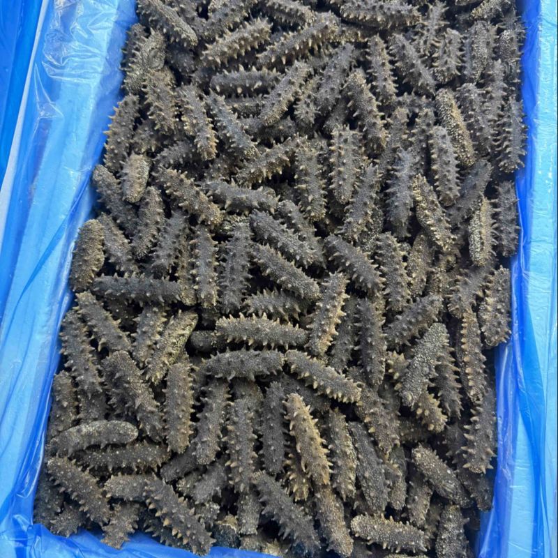 国标A高品质高刺海参