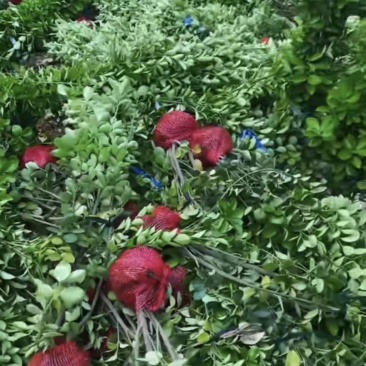 出售北海道黄杨1.7米--2米的都有，大概有10万棵